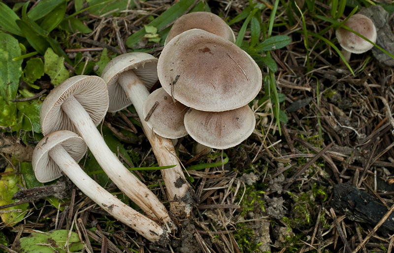 Hebeloma mesophaeum